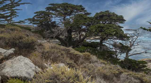 Point Lobos breathtaking scenery