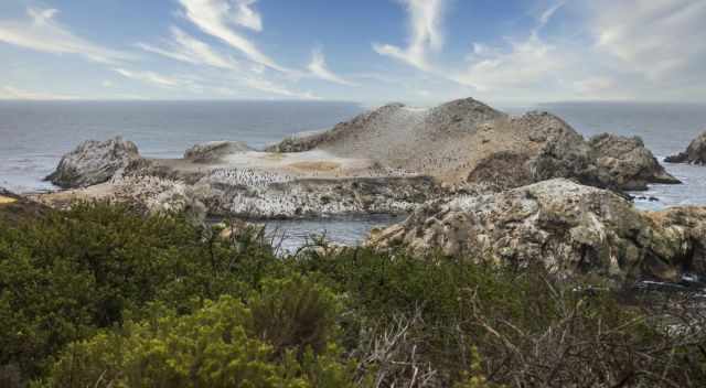 Bird Island with hundreds of breeding cormorants