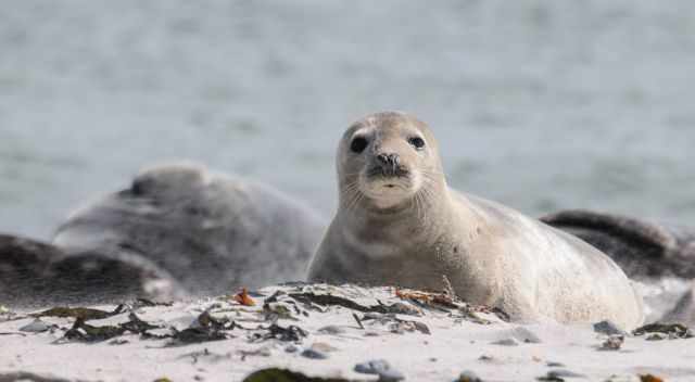 Seal pupping season
