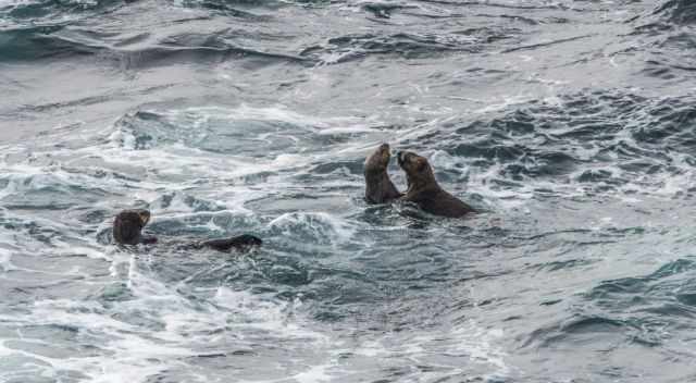 Southern Sea Otters