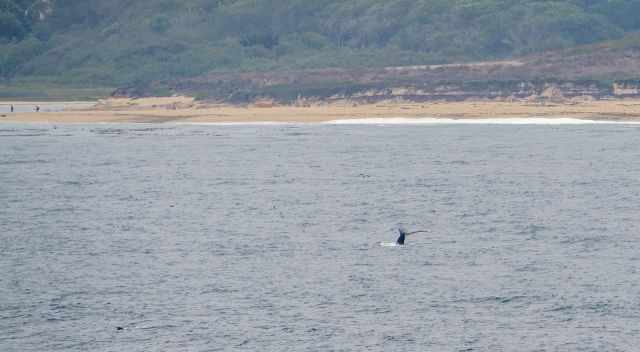 Humpback Whale close to the coast