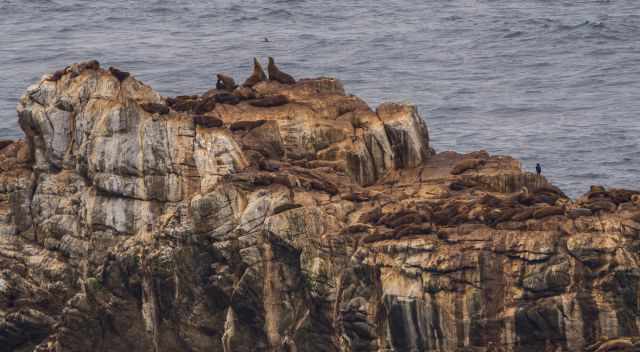 Sea Lions colony on a huge rock