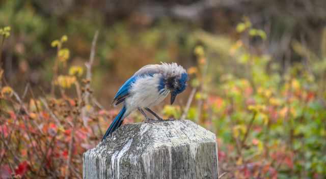 Excellent Birding options in point lobos - Western Scrub-Jay