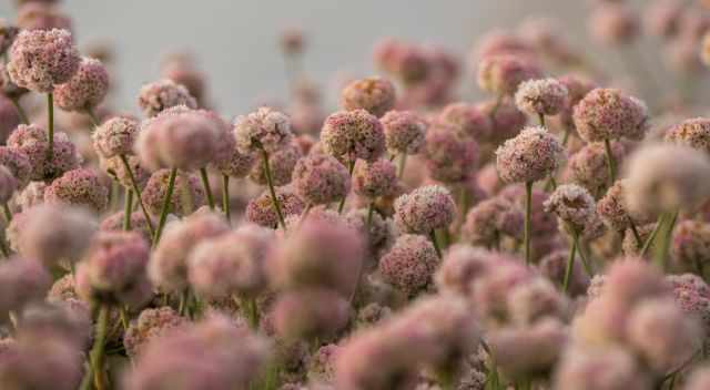 Wildflowers in Point Lobos