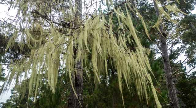 Cypress Trees are full of lichen the evidence for high humidity and fog