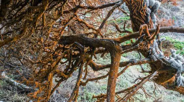 Orange algae on the trees in Point Lobos