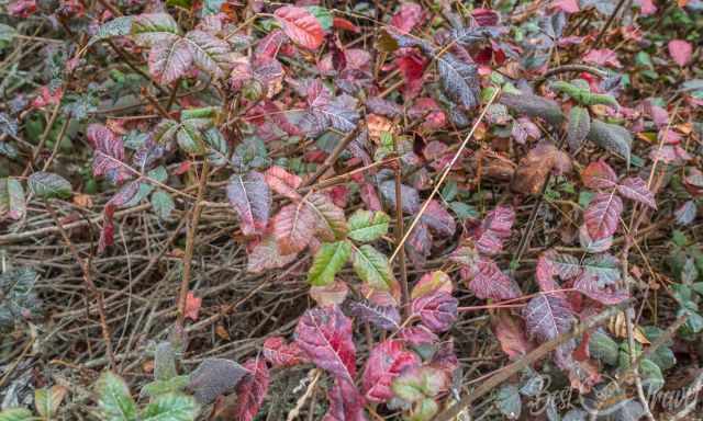 Poison Oak which causes skin irritation