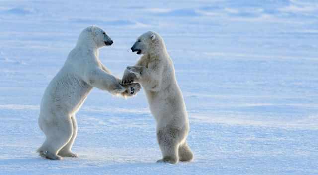 Two polar bears standing and fighting