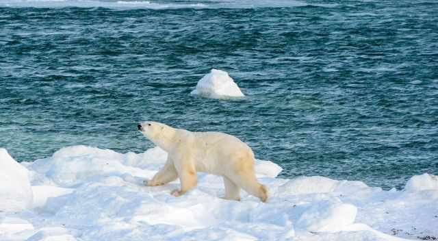 Polar Bear running at Hudson Bay - still not frozen