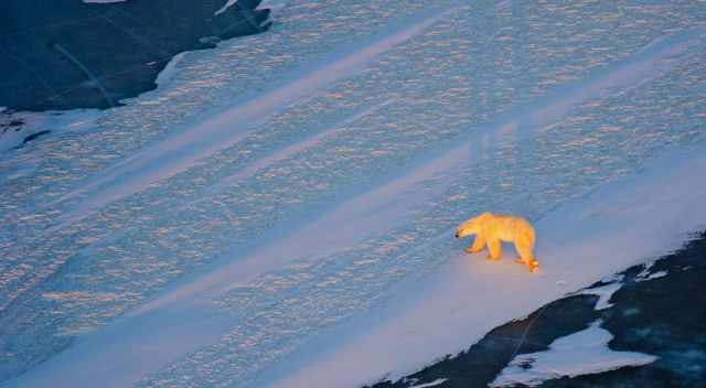 A polar bear going out on the ice for hunting in Canada