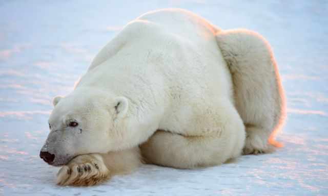 A big polar bear laying on ice