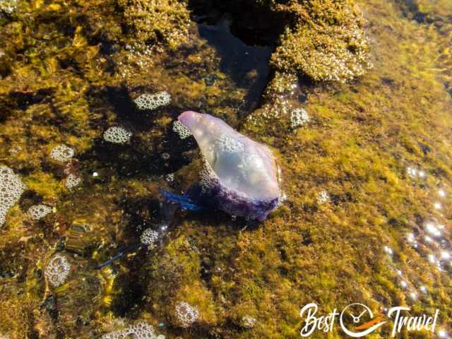 The portuguese Man-o-war jellyfish in a pool in Biscoitos.