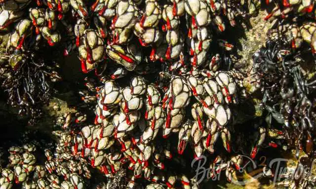 The clams called percebes stuck at the tidal rocks