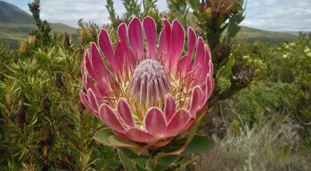 Protea in bloom in Paarl Rock Nature Reserve