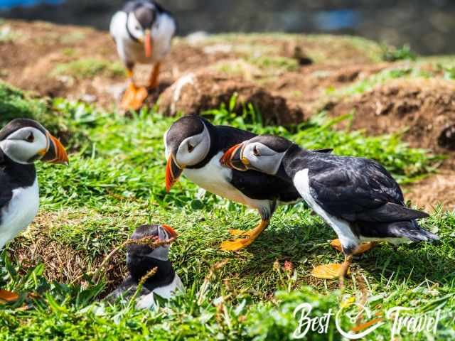 Group of puffins on Lunga standing on grassy ground near their burrows, showing their bright orange beaks and feet while interacting with each other.