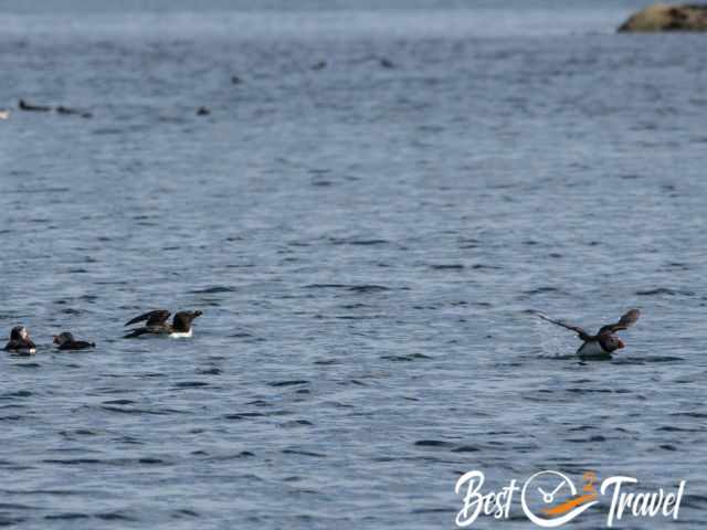 Puffins and razorbills swimming in the water, one puffin starts flying.