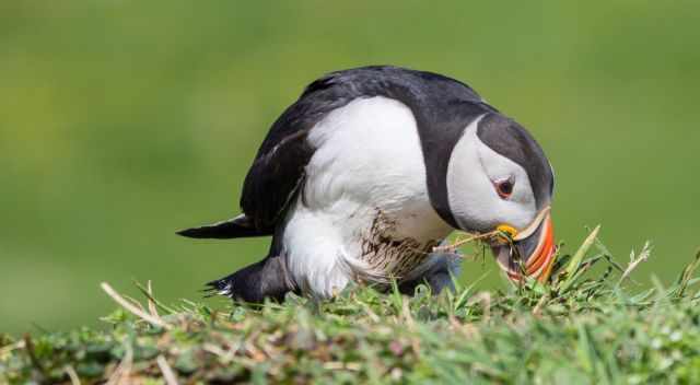 Puffin building a nest