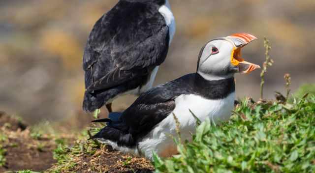 Puffins on Lunga in the grass