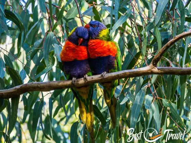 A Rainbow Parakeets couple in a tree