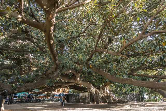 The 230 years old banyan tree