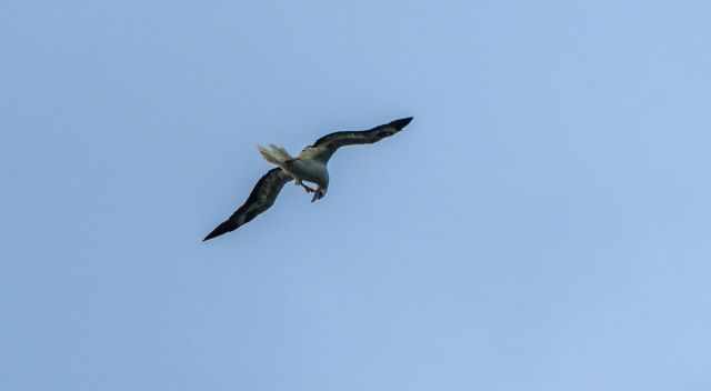 Flying red-footed booby