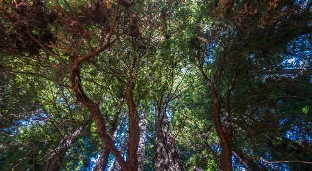 Muir Woods - Redwoods Canopy