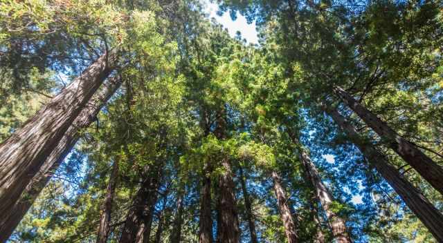 Redwoods Canopy