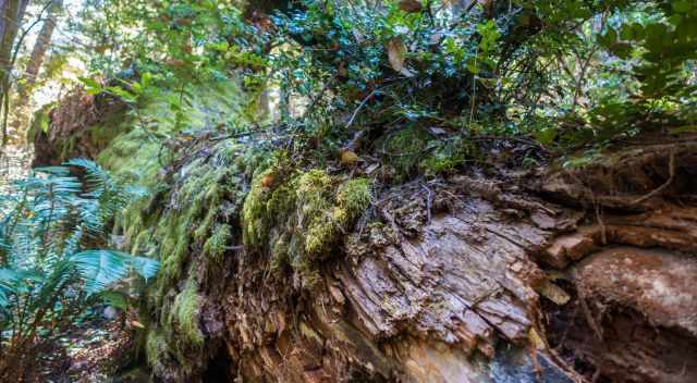 Fallen Redwood overgrown with new plants