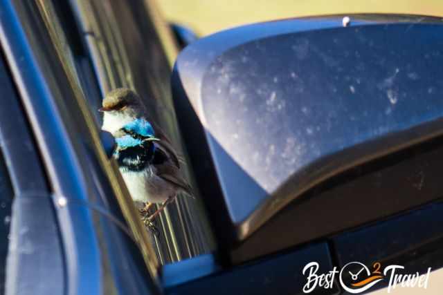Superb fairy-wrens male and female sitting on our car at the carpark
