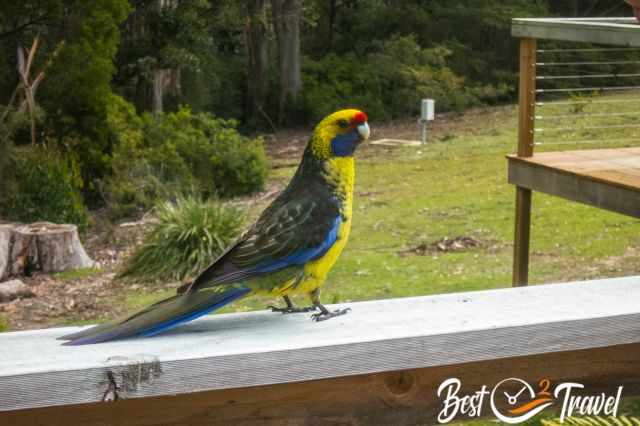 A yellow rosella at our tent