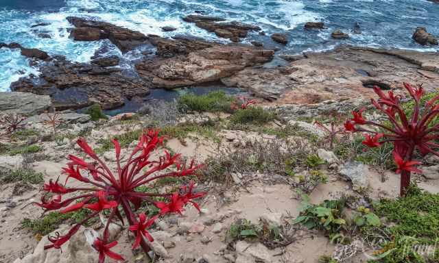 Candelabra flower in bloom in the sand next to the sea