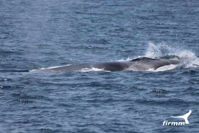 A fin whale in the Strait of Gibraltar
