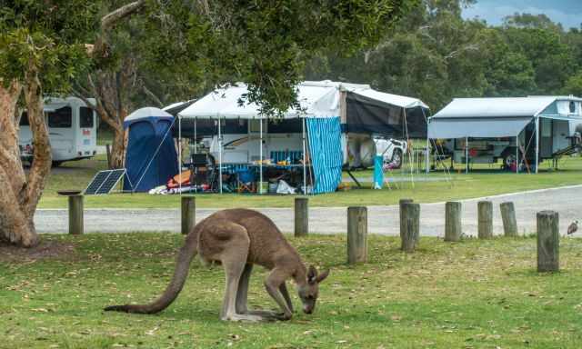 Kangaroo and huge tents