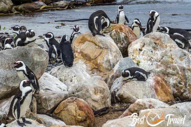 South African penguins at the beach and their burrows.