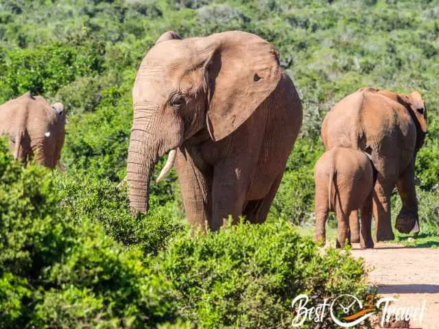 Elephants gathering