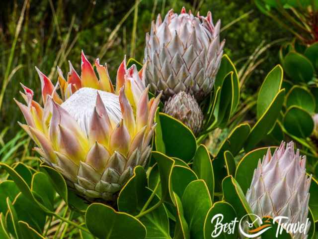 Proteas blooming