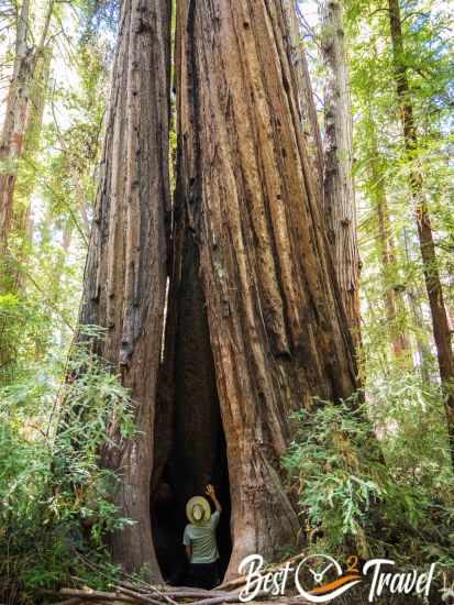 A man standing in a redwood.