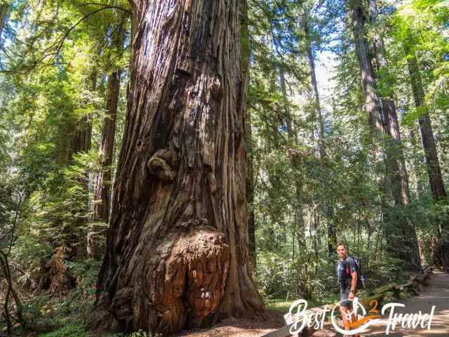 A visitor in front of a massive redwood.