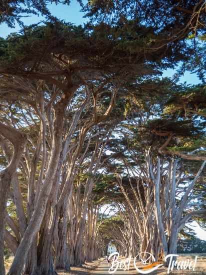 The Cypress Tunnel in Inverness