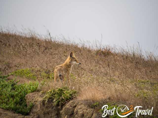 A jackal in the dry grass.