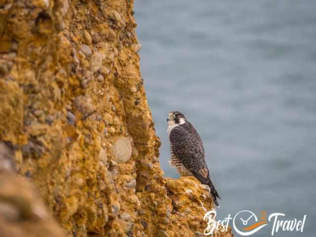 A falcon sitting at the cliff's edge.