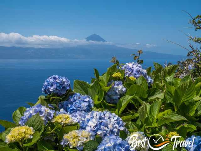 Hydrangea flowers in bloom in Sao Jorge and Pico in the back