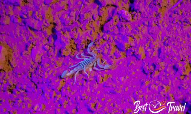 A scorpion in the night spotted with ultraviolet light