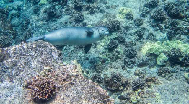 Monk Seal in Kona