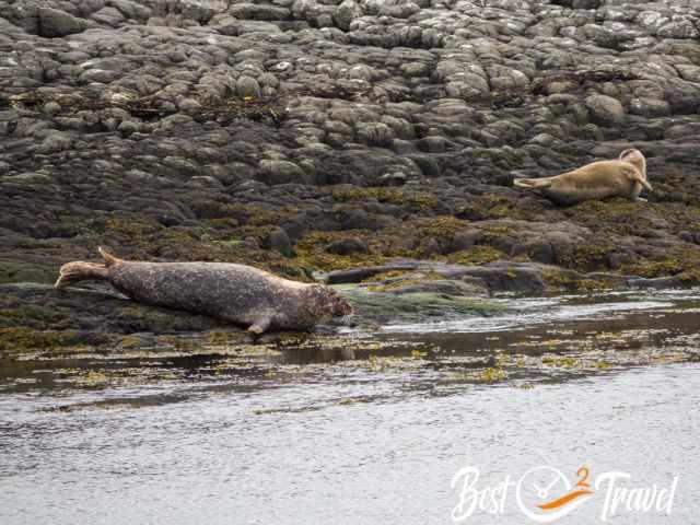 Two seals, one adult and one young laying on the rocky shore.