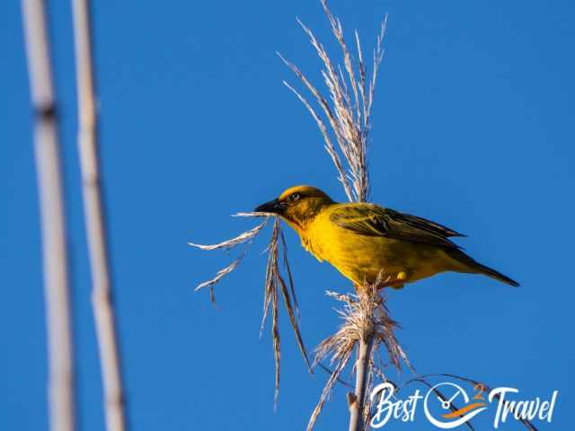 A yellow weaver bird building a nest.