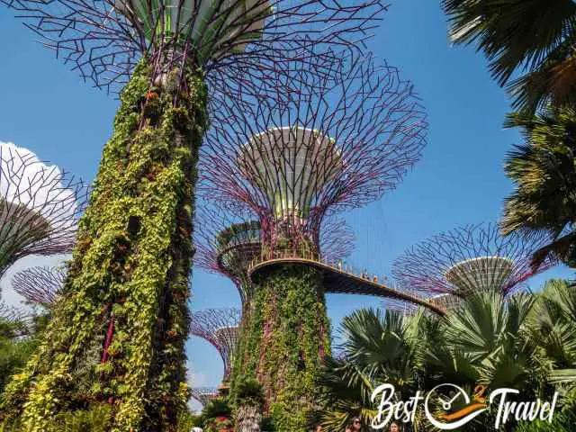 View of the supertrees from the bottom.