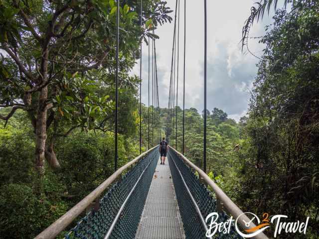 A man on a suspension bridge in the rainforest.