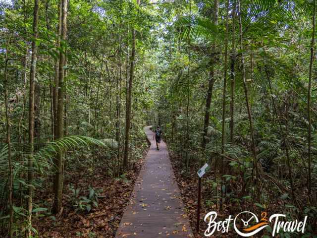 A boardwalk in the rainforest.
