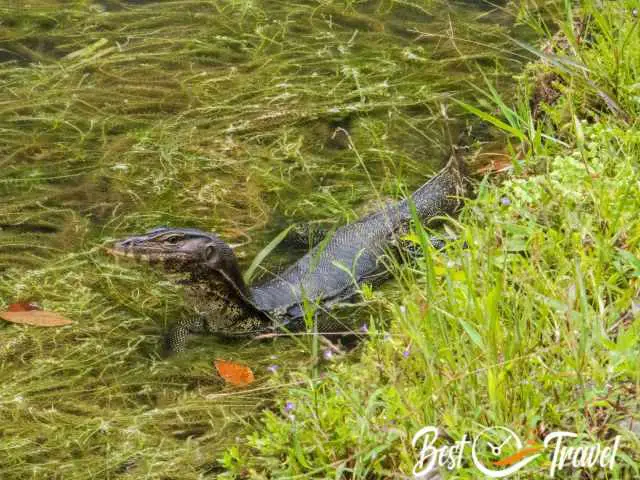 A molitor in the swamp